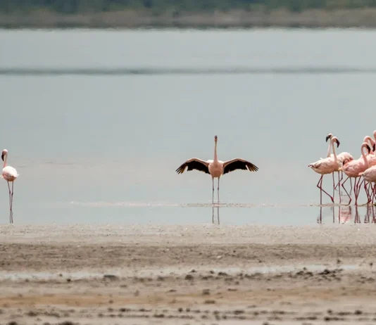 Totalmente disponibles