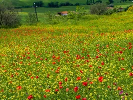 El gran propósito de las bendiciones