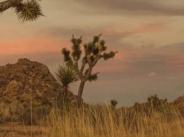 Dar gracias a Dios por sus regalos