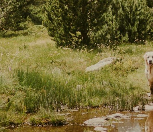 En la presencia de Dios