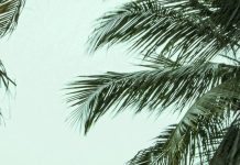 Cuando el amor aparece