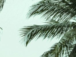 Cuando el amor aparece