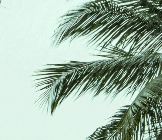 Cuando el amor aparece