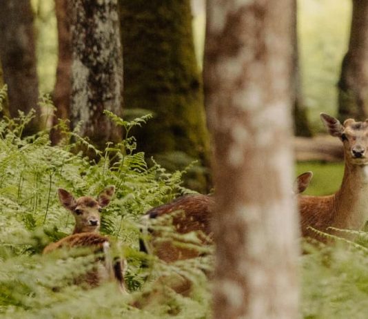 Acordarse de olvidar