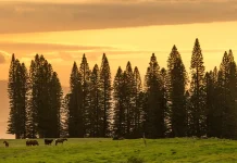 Una fe inquebrantable