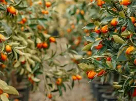 Generosidad que reanima