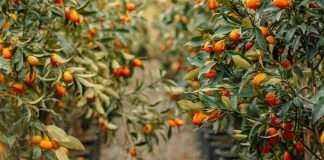 Generosidad que reanima