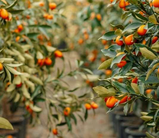 Generosidad que reanima