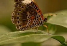 Fortaleza de la lucha