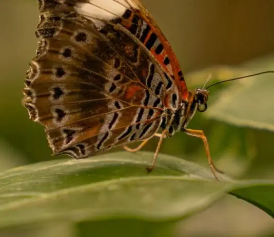 Fortaleza de la lucha
