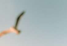 Sentarse con el sufrimiento