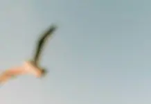 Sentarse con el sufrimiento