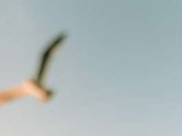 Sentarse con el sufrimiento