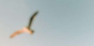 Sentarse con el sufrimiento