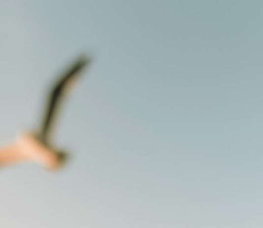 Sentarse con el sufrimiento