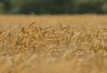 Jesús: alimento para el alma