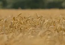 Jesús: alimento para el alma