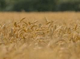 Jesús: alimento para el alma