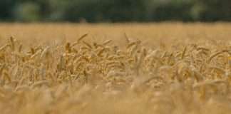 Jesús: alimento para el alma