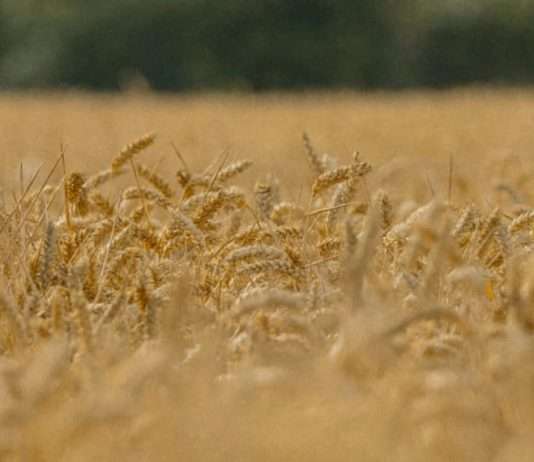 Jesús: alimento para el alma