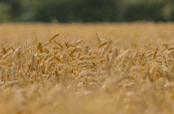 Jesús: alimento para el alma