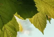 Dios en los detalles