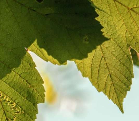 Dios en los detalles