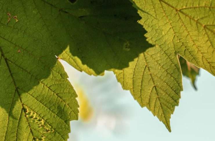 Dios en los detalles