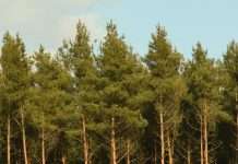 Orar las promesas de Dios