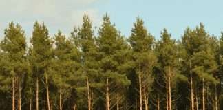 Orar las promesas de Dios