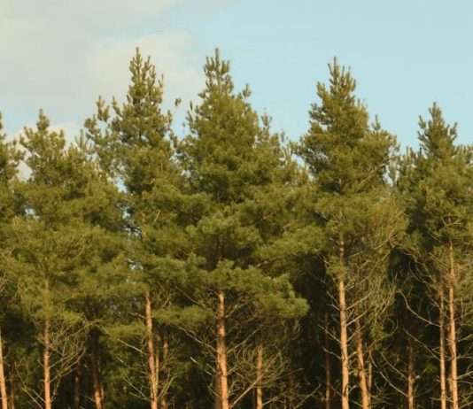 Orar las promesas de Dios