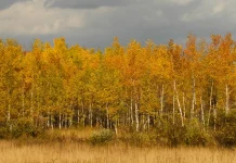 Para enfrentar nuestro miedo