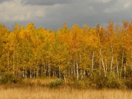 Para enfrentar nuestro miedo