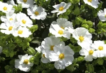 ¿Podemos confiar en nuestra conciencia?