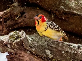 Edificación para recompensas eternas