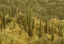 ¿Por qué Viernes Bueno?