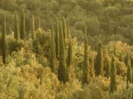 ¿Por qué Viernes Bueno?