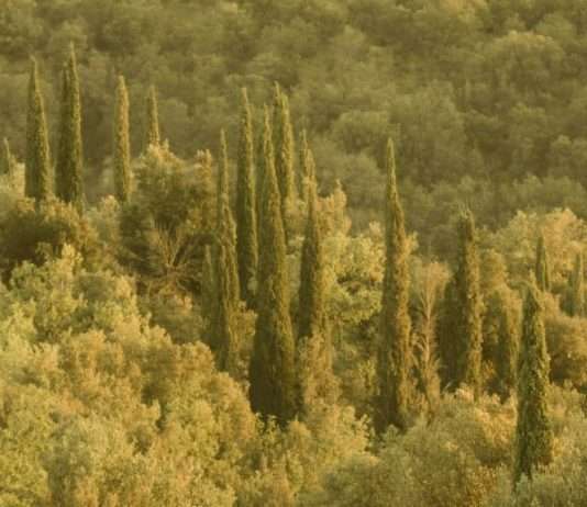 ¿Por qué Viernes Bueno?