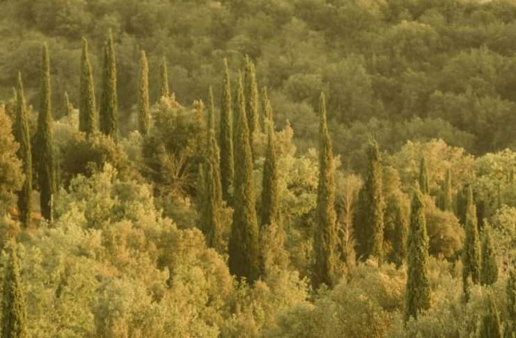 ¿Por qué Viernes Bueno?