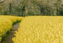 Hacedores de las Escrituras