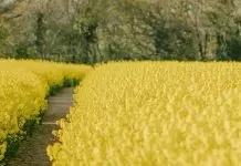 Hacedores de las Escrituras