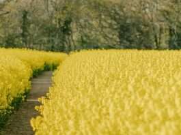 Hacedores de las Escrituras