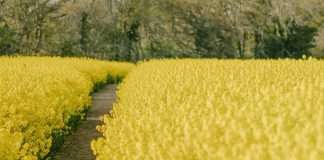 Hacedores de las Escrituras