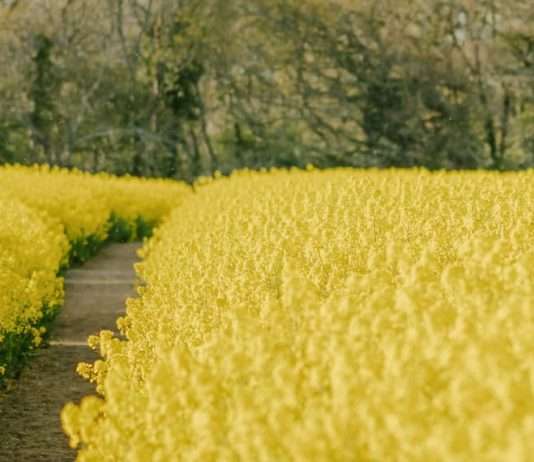 Hacedores de las Escrituras