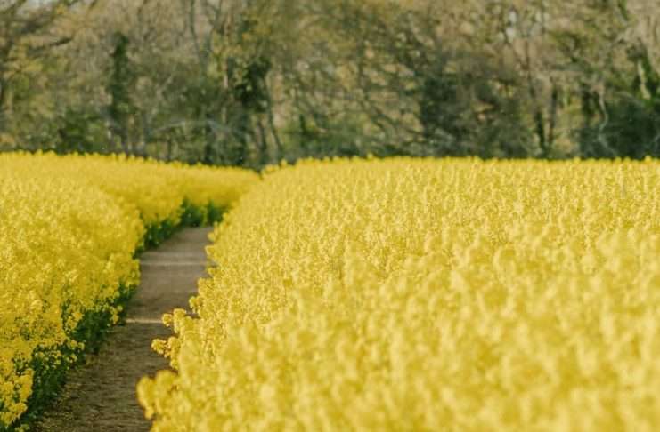 Hacedores de las Escrituras