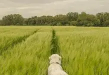 Una retrato de la dependencia