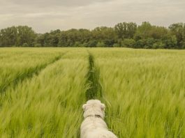 Una retrato de la dependencia
