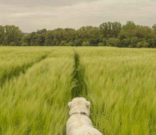 Una retrato de la dependencia