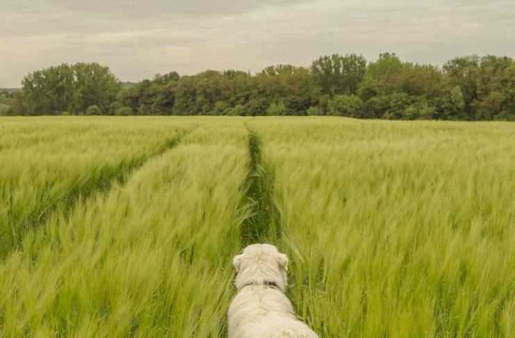 Una retrato de la dependencia