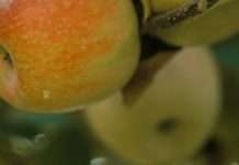 Cosecha sus bendiciones